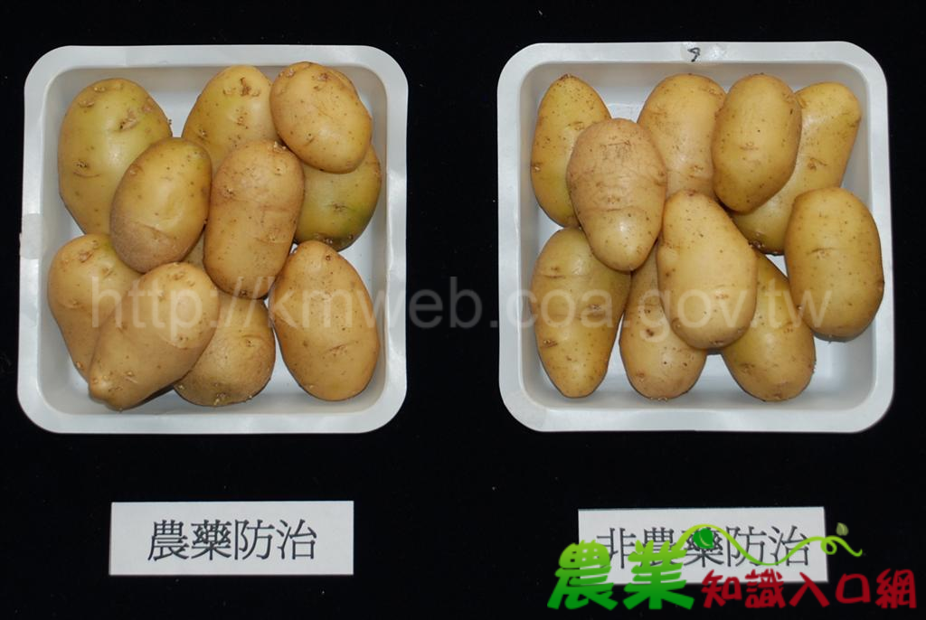有機農業新利器-有機健康種薯將上市