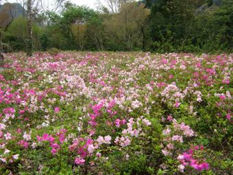 奧萬大春之美－杜鵑花盛開了