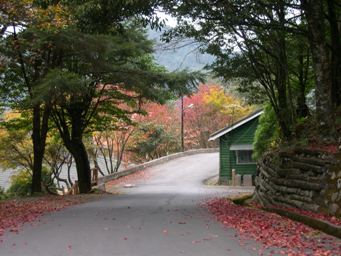 大雪山賞楓、賞果正是時候！來趟大雪山火紅之旅吧！