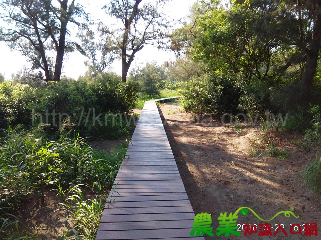 漫步漁光島享受森林浴 讓保安林不只是防風林