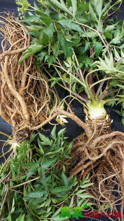 在地產業六級化 好鮮‧好味‧好好玩