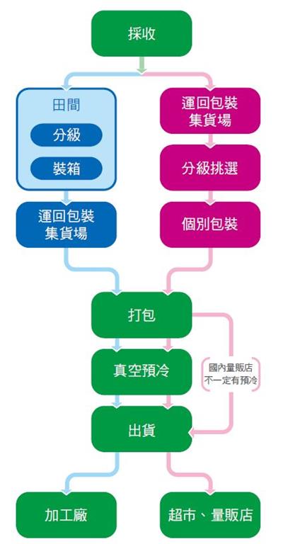 美生菜採後處理流程示意圖