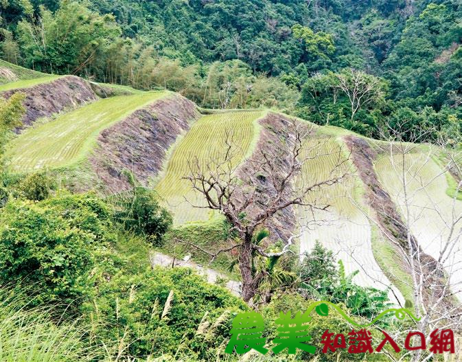 生計、生產與生態 互惠運作　花蓮縣富里鄉豐南村吉哈拉艾聚落