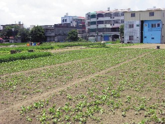 菜價回穩 再等20天