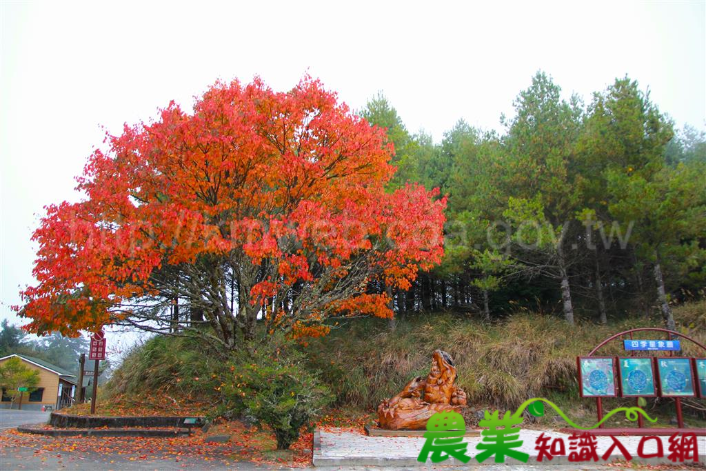 賞楓秘境大雪山，邀您共享秋色美景