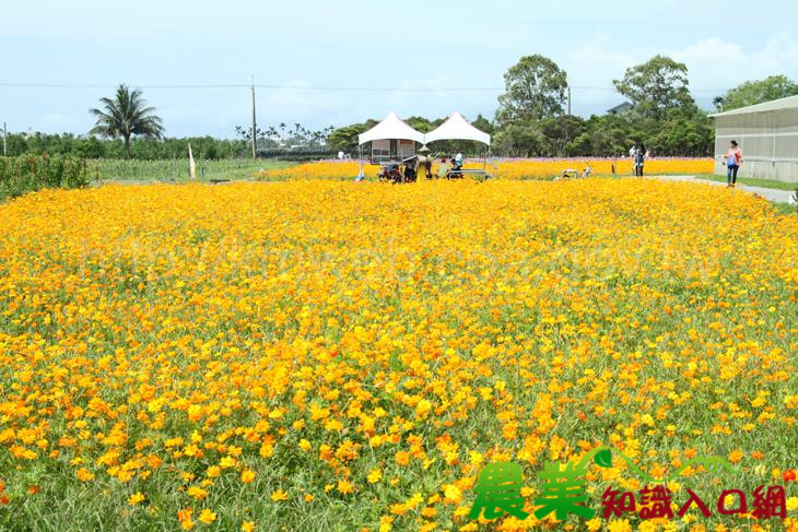 「2016樂活香草節-香約在臺東」熱鬧登場