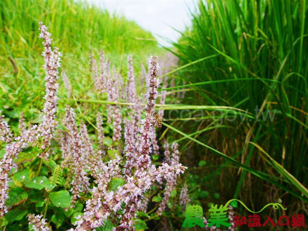 台灣原生野花 ― 仙草，五感體驗，療育好蜜源