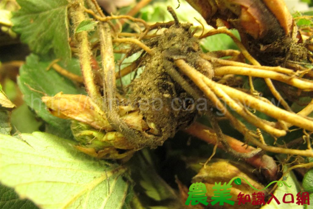 擅自輸入攜帶植物或未申請檢疫依法裁處 有效防範有害生物入侵