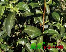 蜜香紅茶與蜜香綠茶