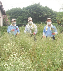 防除銀膠菊-勿採勿摘更勿栽　紅腫過敏別再來