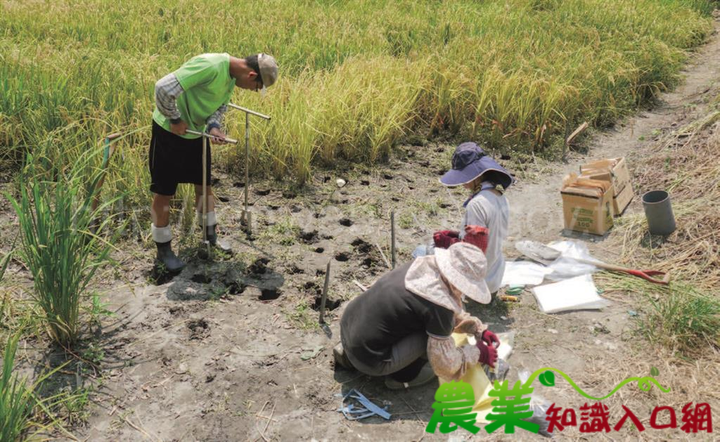 高汙染風險農地，源頭把關水稻鎘含量