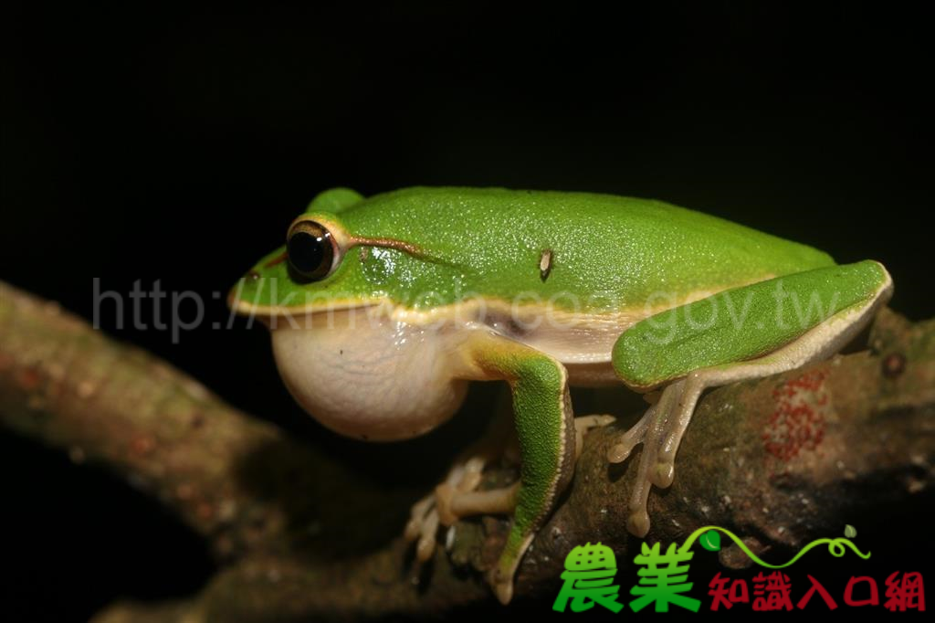 是誰在夜裡鳴唱?4/20、4/27東眼山青蛙王子的約會