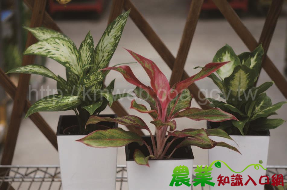 室內觀葉植物雙星－粗肋草與黛粉葉