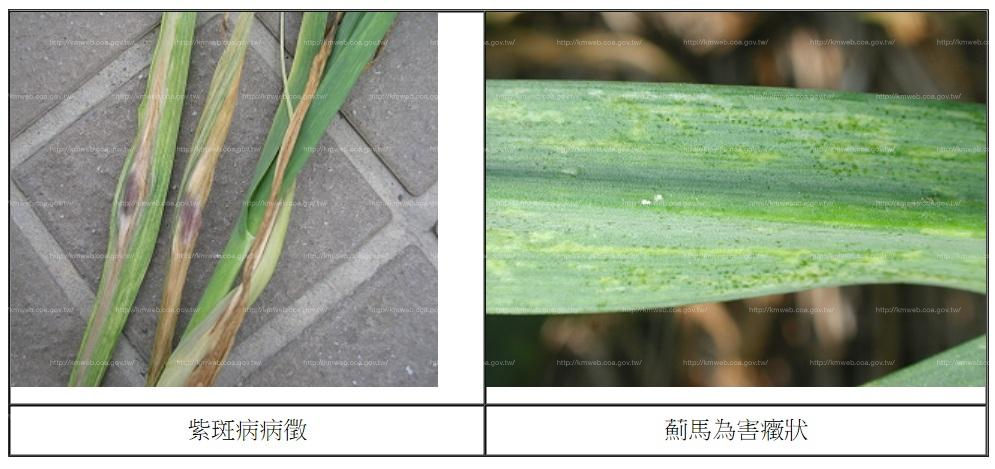 正值蔥、蒜紫斑病及薊馬好發時節，臺南區農改場籲加強防治