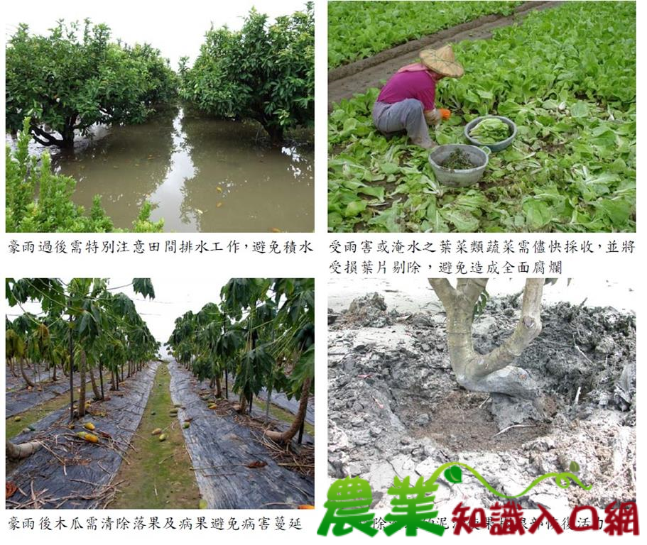 連日豪雨止歇，高雄場籲請農友加強作物田間管理及病害防治