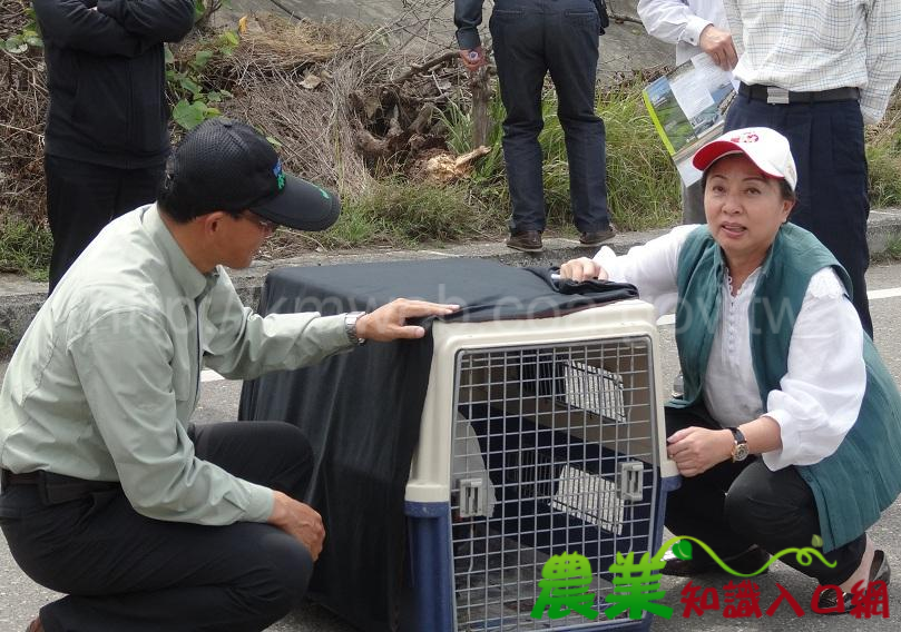 韓國繫放黑面琵鷺在鰲鼓救援野放成功