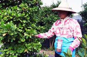 發現臺灣農業競爭力-耕心植物農場神祕果