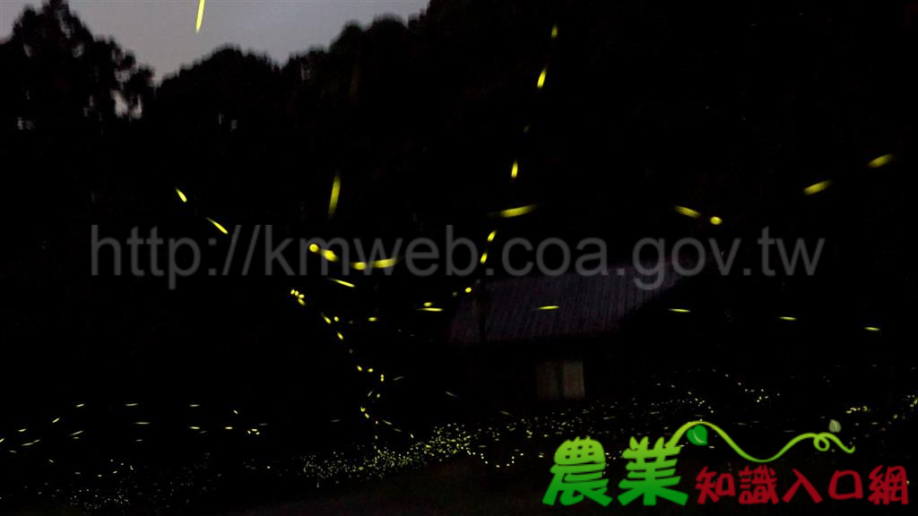 遇見東眼山林的草地星空 燦爛螢火蟲季