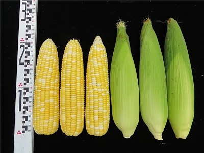 夏季甜玉米栽培首選～耐熱雙色甜玉米新品系「臺南育27號」