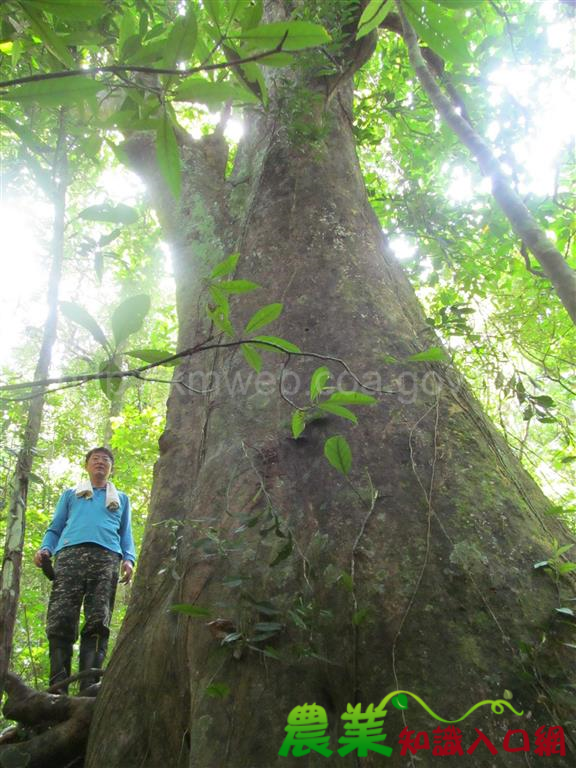 森林資源仔細查！皮孫老樹不漏失！