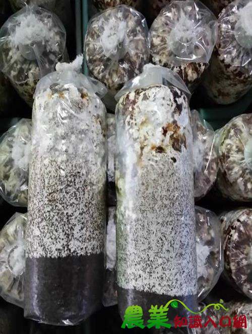 農業試驗所開發對抗香菇菌種弱化與提升產量之技術套組，有利於擴大服務菇農