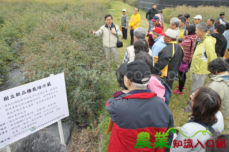 地區特產樹豆新品種栽培示範-活化休耕新選擇