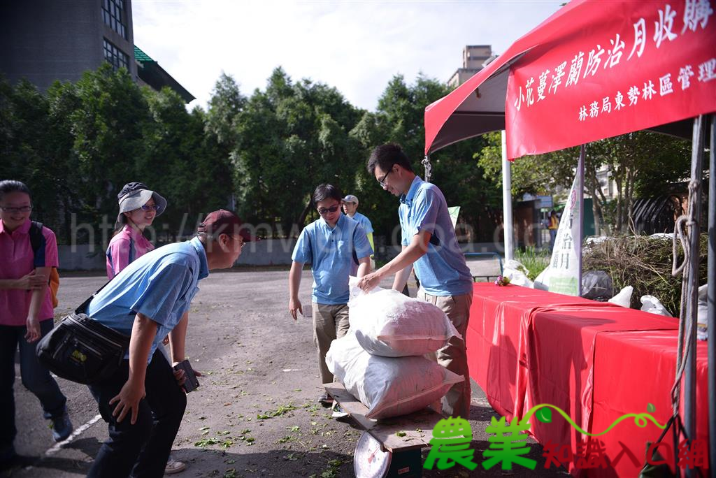 小花蔓澤蘭防治開跑 東勢林區管理處9-10月相揪全民來除蔓