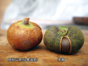 此茶非彼茶！苦茶油、茶籽油與茶樹精油的區別」