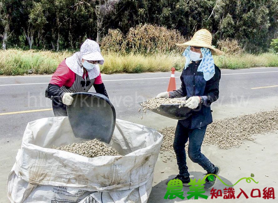 花生保障收購，余順豐農產加工廠默契承擔採後處理