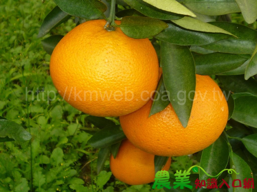 新奇柑桔OK橙 品質提升新鮮上市