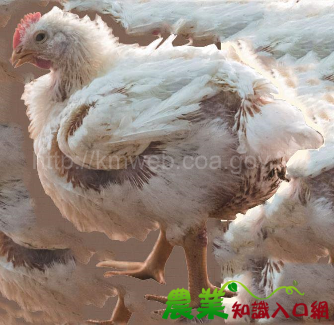 臺灣常見肉用雞品種知多少？餐桌上的優生學