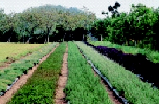 鄉間小路-牧草 野菜 藥草 香草