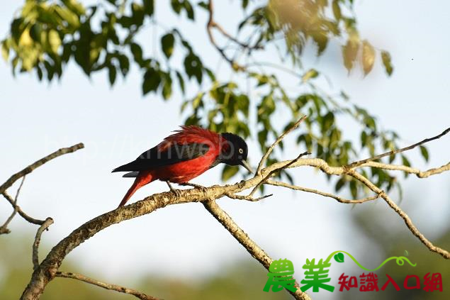 大農大富平地森林園區成為野鳥森林