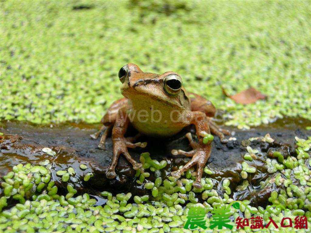 八仙山生態闖關活動 蟲林野Saw等你來拜訪