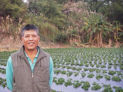 草莓神農范銹龍　30年如一日的田間管理