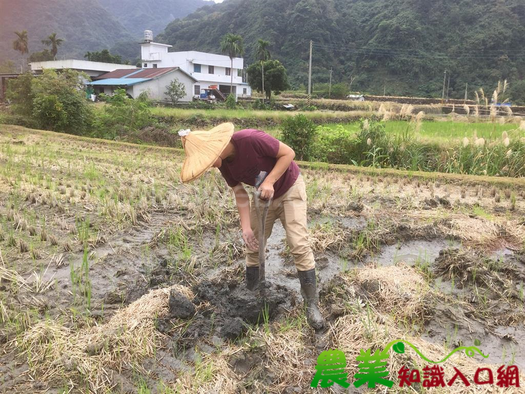 花蓮農改場提供免費土壤健康檢查服務