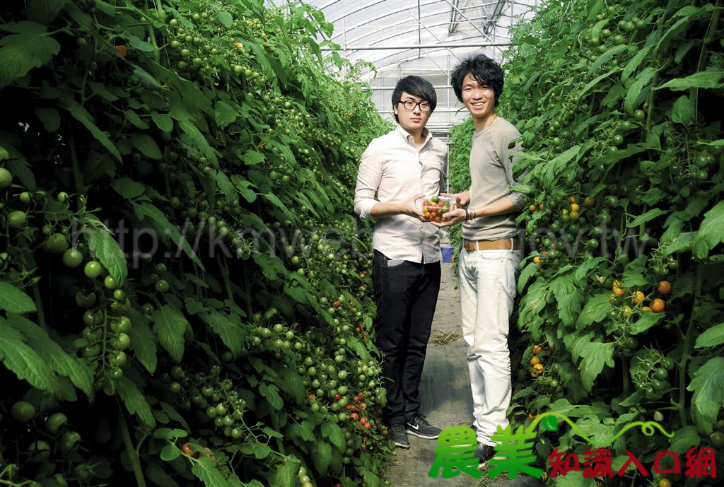 克羅農場 呂承祖× 何明昱 糖果番茄的彩色境地