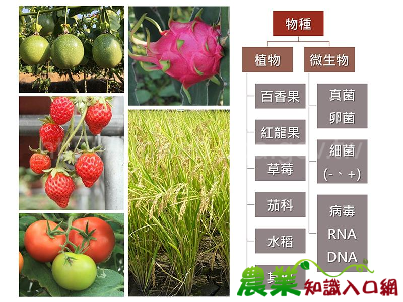 農試所成功開發廣效型快速植物與微生物核酸萃取液，有效提升生物檢測之準確度與速率