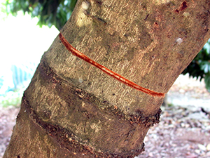 玉荷包荔枝之環刻技術