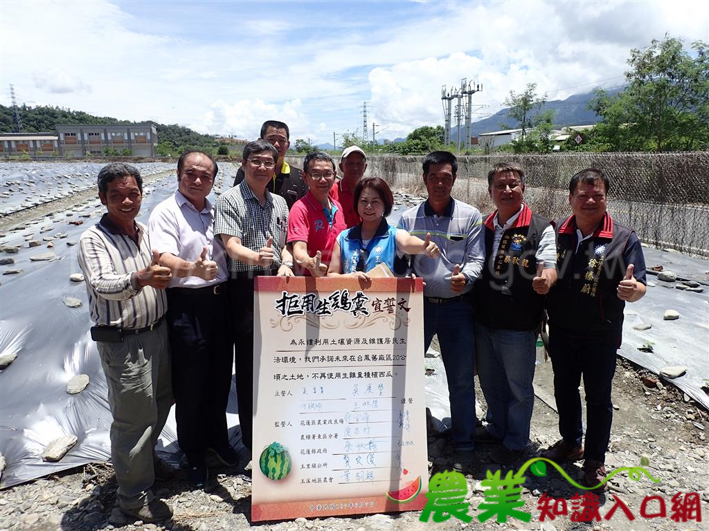 種西瓜不會再被抗議了，農民宣誓拒用生雞糞