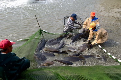 石斑魚撈捕作業