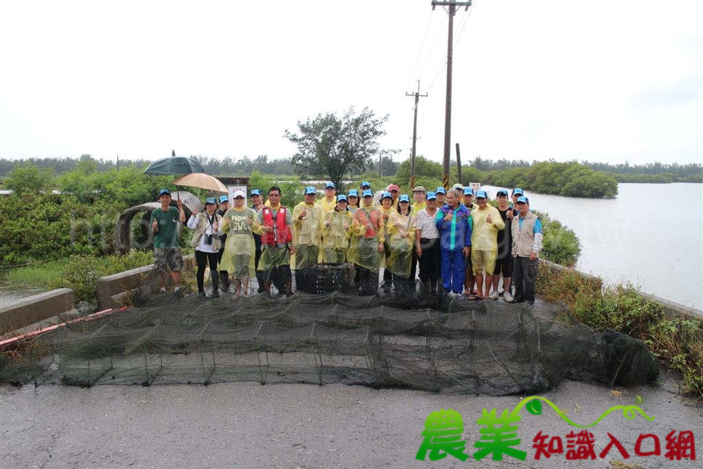 守護鰲鼓濕地 風雨無阻清除漁網