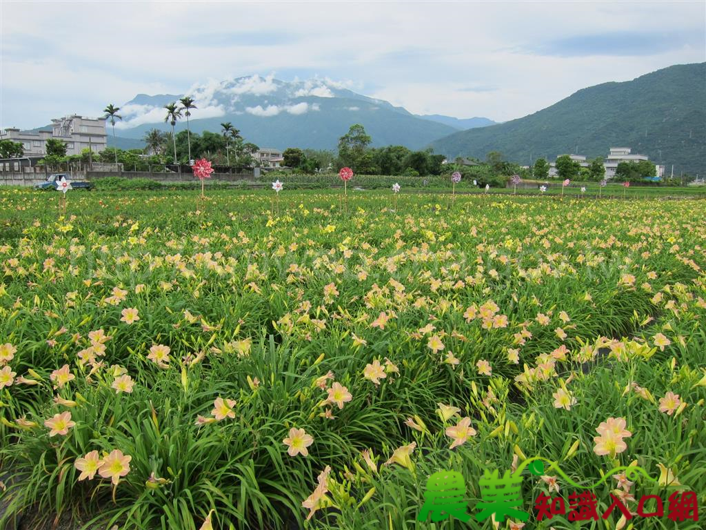 好看又好吃的食用花卉「萱草」