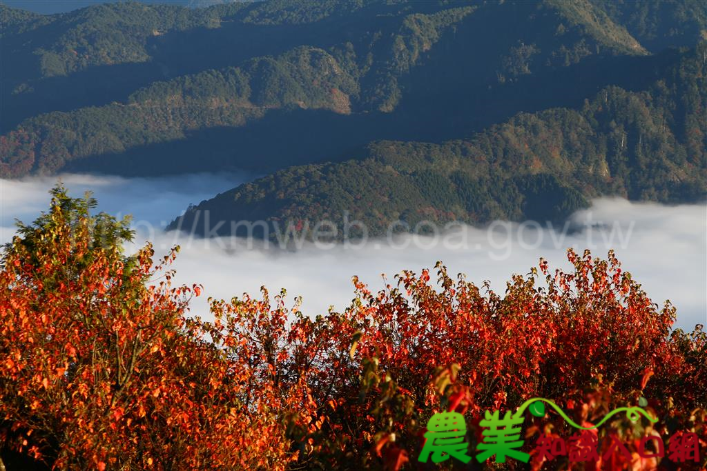 阿里山冬季戀歌，楓紅星宿齊現身