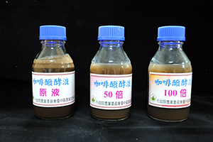 枇杷白紋羽病剋星─咖啡醱酵液