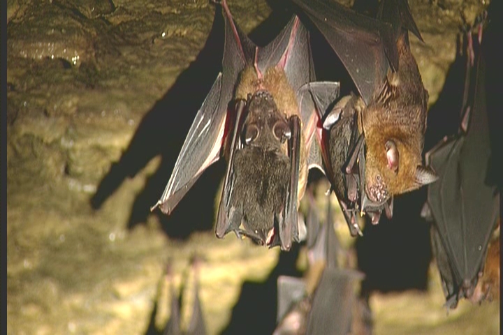 探索夜精靈神秘面紗-南投處轄蝙蝠多樣性群像呈現