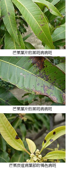 氣溫漸升，台南區農改場籲提早套袋防治芒果果實病蟲害　以符外銷供果園要求