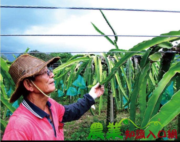 專業輔導增進產銷效益 花蓮縣玉里鎮優質紅龍果集團產區