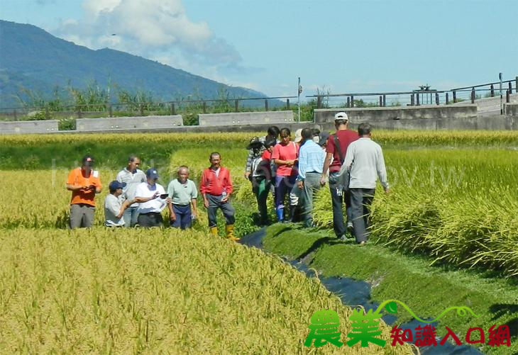 水稻田埂鋪綠毯 伯朗大道更璀燦