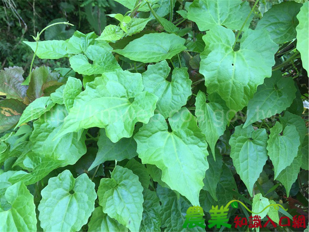 有效防除小花蔓澤蘭的眉角　花蓮林區管理處告訴您